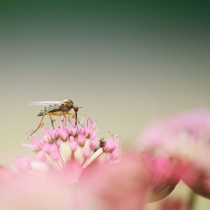 green robber fly on pink flowers