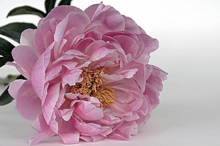 pink petals flower