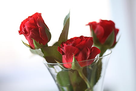 selective focus photo of red rose arrangement