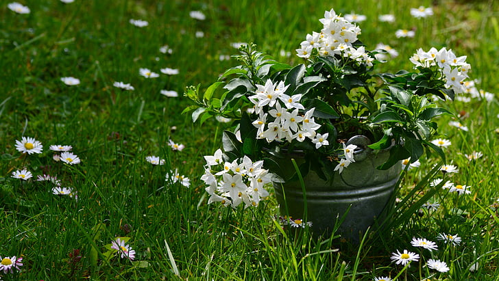 white flower on gray pail