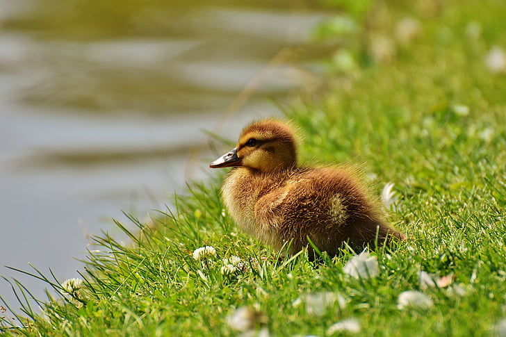 brown duckling on green grass