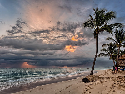 palm tree in shore line during cloudy day