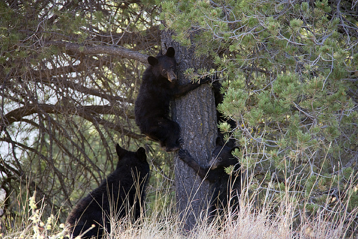 three black bears beside tree
