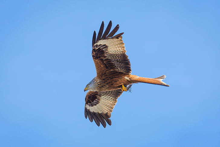 closeup photo of flying brown eagle