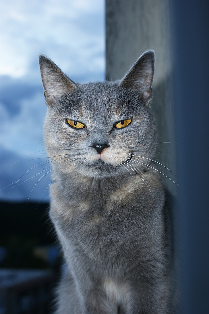 russian blue in shallow focus photography