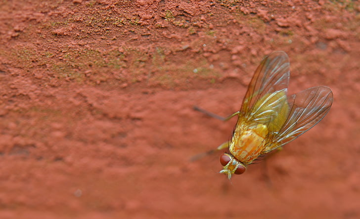 closeup photo of yellow fly
