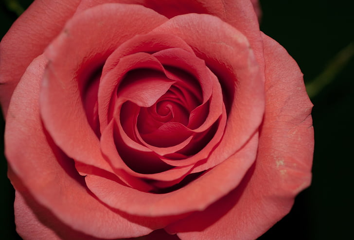 pink rose in bloom