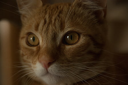 focus photo of ]brown fur cat