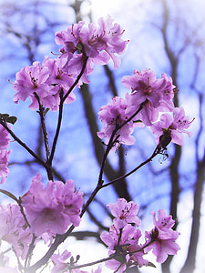 selective focus photography of purple petaled flower