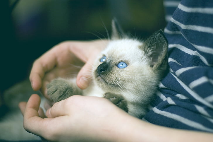 photo of Siamese cat on person hand