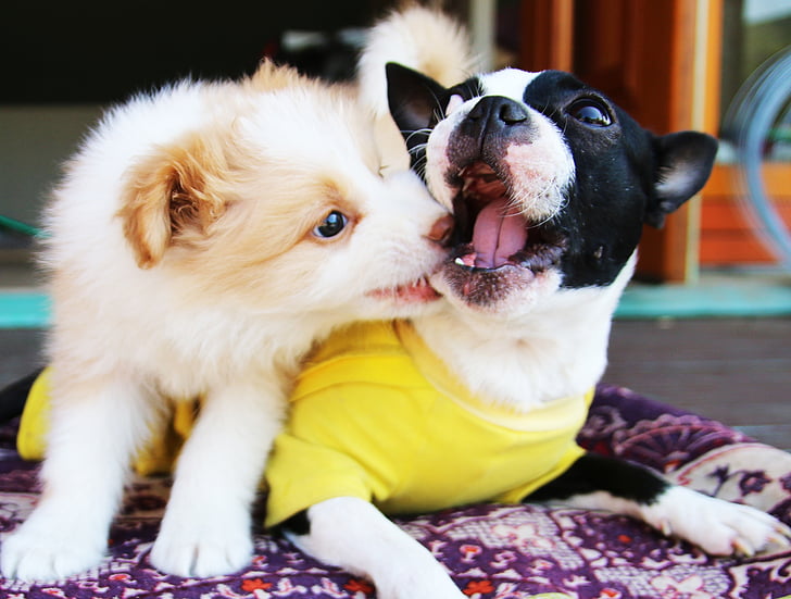 adult white and black Chihuahua playing with white and tan border collie puppy