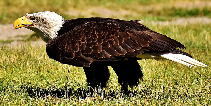 shallow focus photography of American bald eagle on green grass
