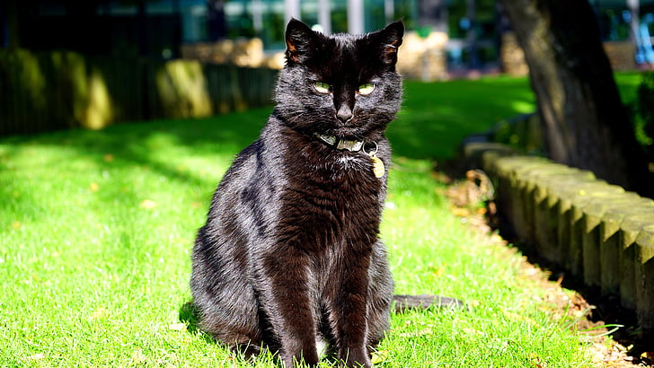 black cat sitting on green grass