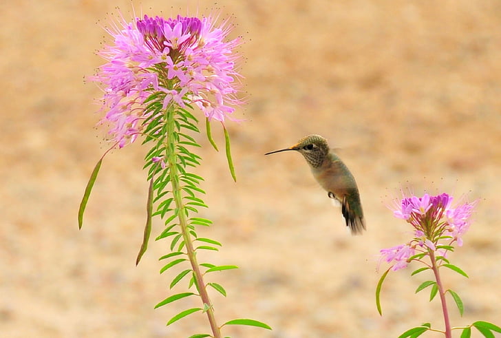 brown hummingbird near pink flower