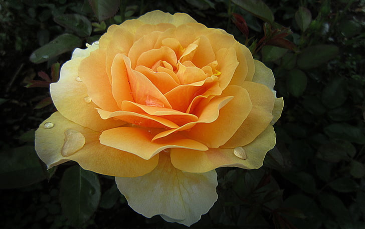 yellow and orange rose in bloom closeup photography