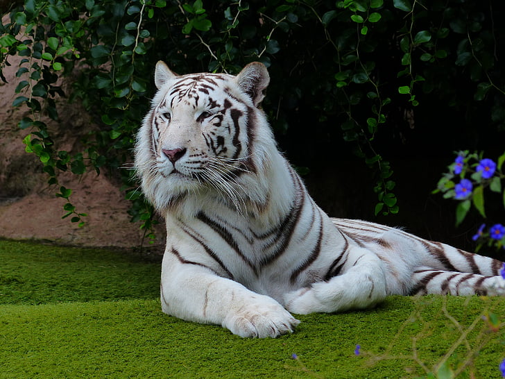 white and black albino tiger lying on ground
