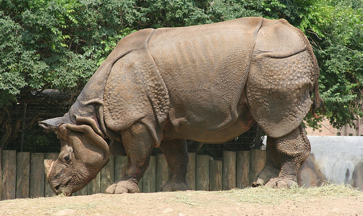 brown rhinoceros