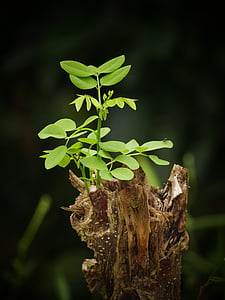 tilt lens photo of green leafed plant