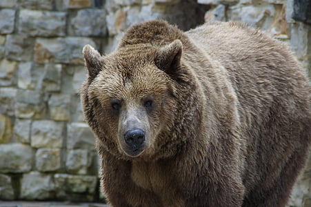 brown bear in bokeh photography