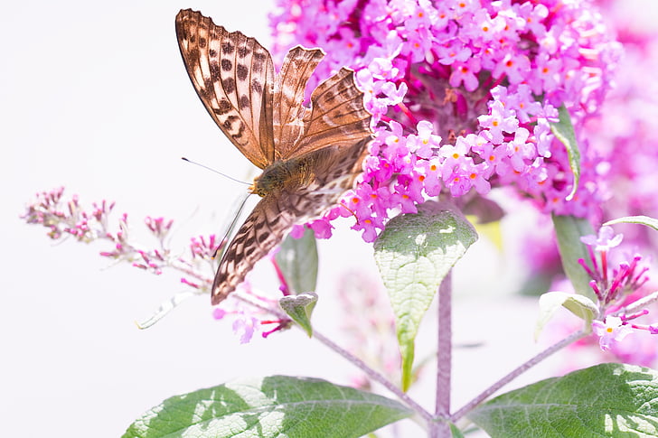 brown butterfly on pink flowers