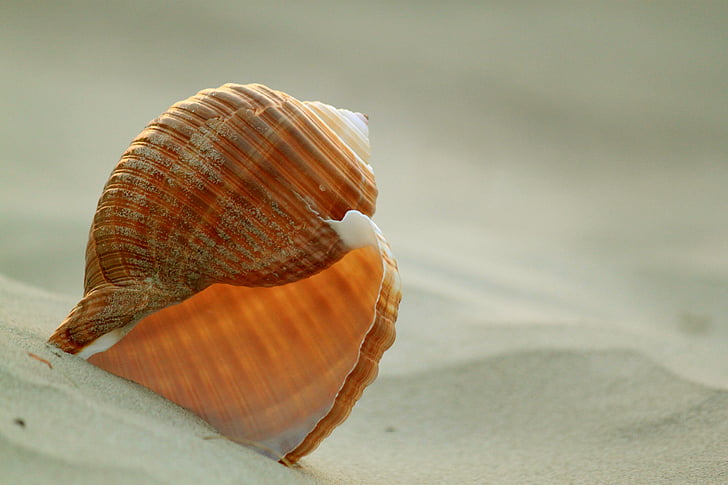shallow focus photography of brown sea shells