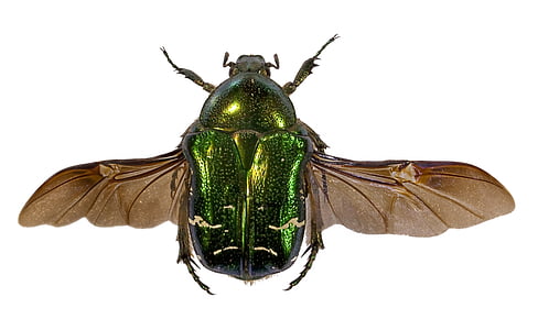 green metallic beetle