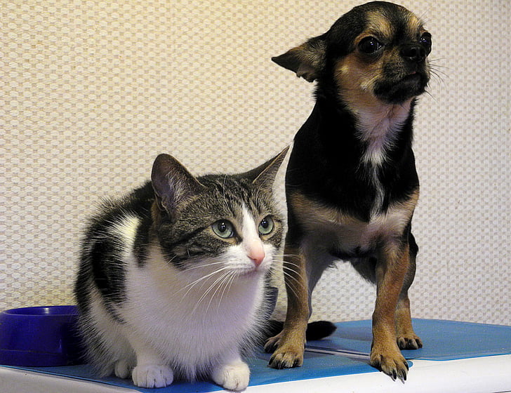 two black and white cat and black and tan Chihuahua on blue surface near white wall