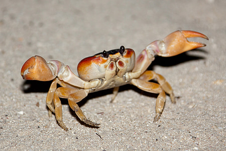 crab raising it's claw