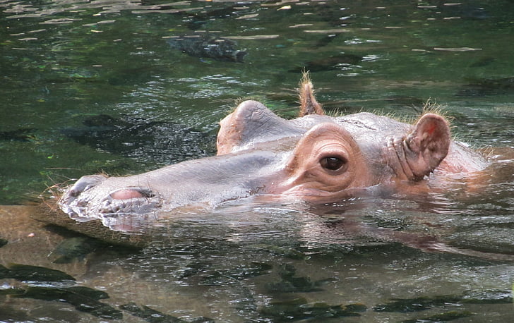Hippopotamus on body of water