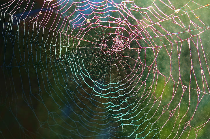 wildlife photography of spider web