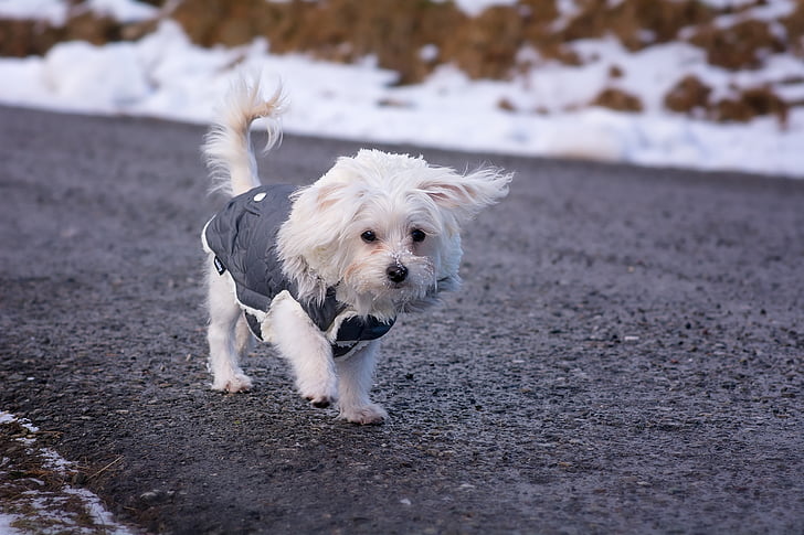 white Maltese puppy on road