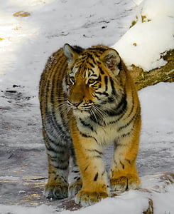 tiger on snow field