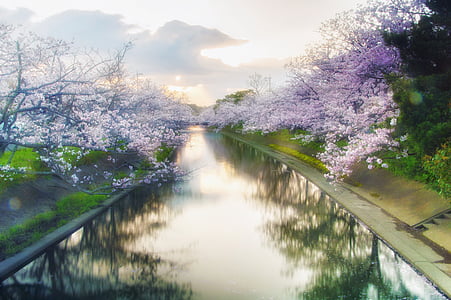 purple flower tree with river