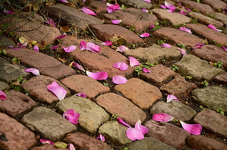 photography of pink petals on brick pavement