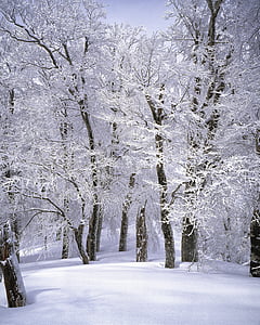 brown tree covered with white snow