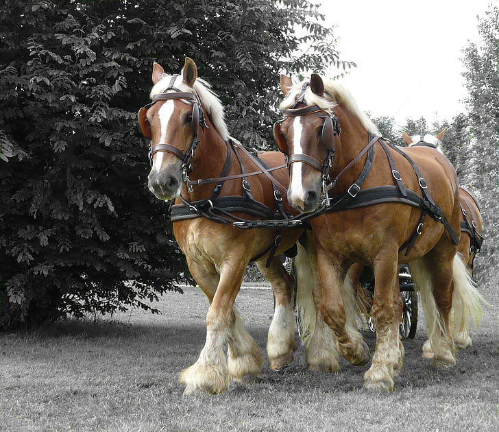 four brown stallions walking on field during daytime