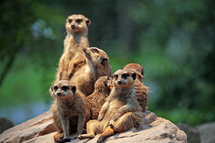 group of brown meerkat