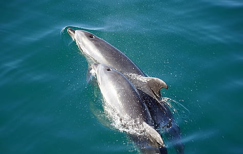 two grey dolphins floating during daytime