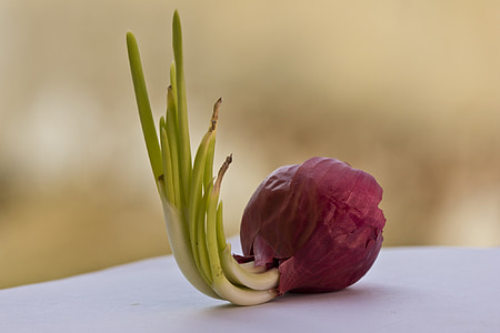 selective focus photography of onion