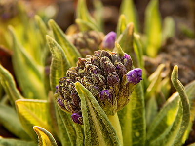 purple flower bud closeup photography