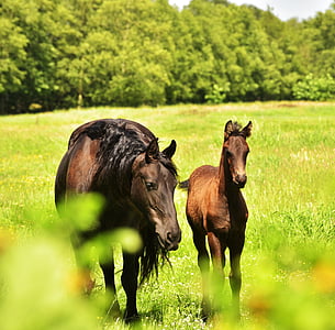 two tan horses on grass covered ground