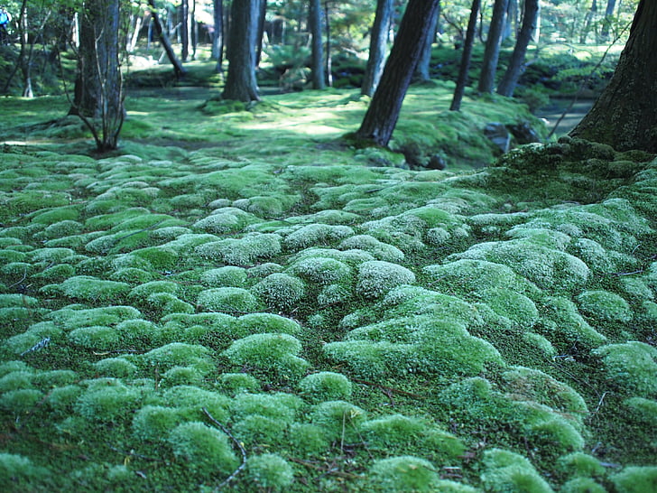 green moss growing near trees