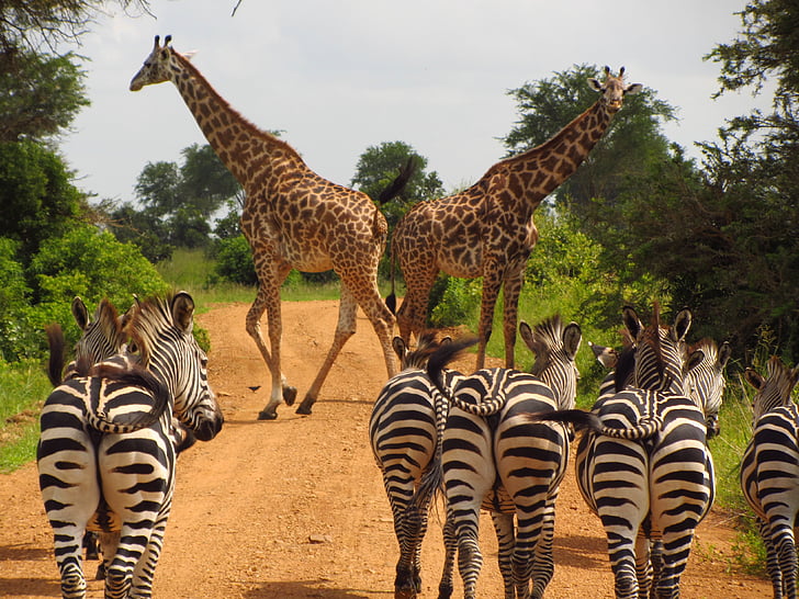 photo of giraffe and and zebra walking on roadway between trees