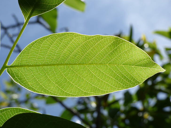 photography green leaf plant