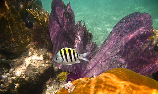 white, yellow, and black swimming fish near corals