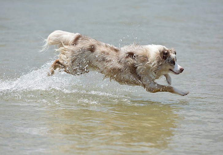 brown dog running over water