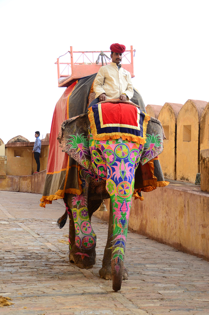 man riding on elephant at daytime