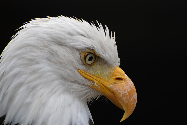 closeup photography of bald eagle