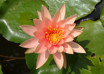 pink lutos flower
