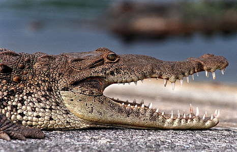 shallow focus photography of brown crocodile